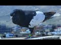 توضیح مختصر راجع به منک دانه کفتر 50 سال از تجربه شوق کاکا همایون شوقی را به 2 دسته تقسیم کرد