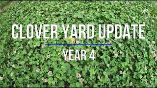 Clover Yard/Lawn Update  Year 4