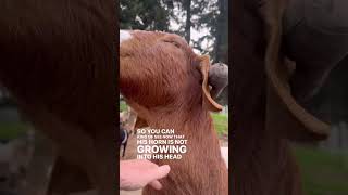 Levi’s Horns & Safety Balls 🐐🎾 It’s been surprising how many people have said we need to trim