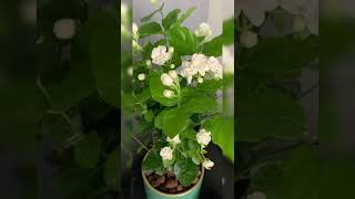 Mogra flower plant care tips #garden #flowers