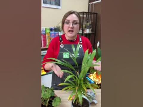 #семена #сад #дача #огород #семенаалтая - YouTube