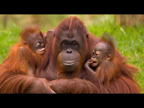 Video: ¿Qué características tienen todos los primates en común?