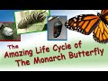 Amazing Life Cycle of a Monarch Butterfly