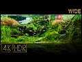 [Wide] Mizukagami (Water Mirror) | Aquascape • Fixed 3hours 4K HDR 60fps • Water sound • Ultra Wide