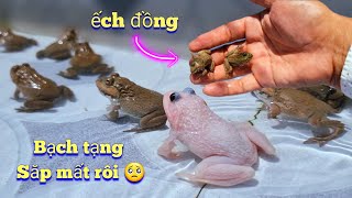 Soi Đêm Bắt Được Ếch Đồng Và Tin Buồn Ếch Bạch Tạng Sắp Ra Đi / Quế Nghịch