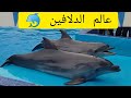 عالم الدلافين 🐬 بأكادير 💕 جولة فالمكان مع العرض و الأثمنة 🥰🥰 #dauphins #أكادير