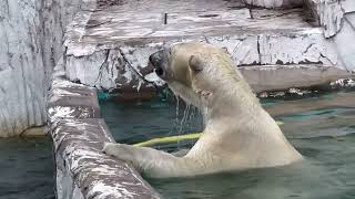 おやちゅパクパク、牛骨ペロペロ🐻‍❄️可愛いフブキ。2024年5月12日14時前。#polarbear #ホッキョクグマ #북극곰 #東山動植物園 #男鹿水族館gao