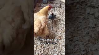 My Buff Orpington hen wags her tail like a dog!🤣