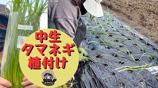 玉ねぎ苗(中生 タマネギ中生の苗50本だけ植付けました【タマネギ】【中生】【道の駅