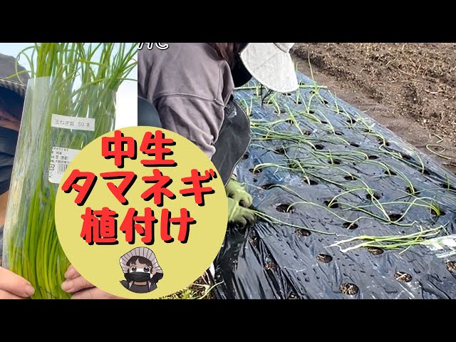 タマネギ中生の苗50本だけ植付けました【タマネギ】【中生】【道の駅