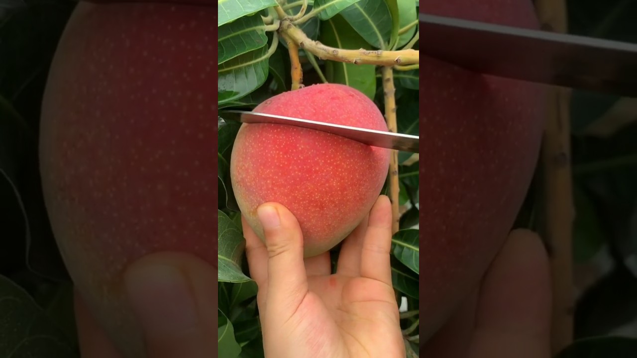 Beautiful nature wonderful fruit 149 |