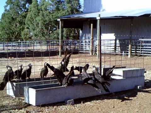 Carnabys Cockatoos enjoying a drink at the trough in the early morning