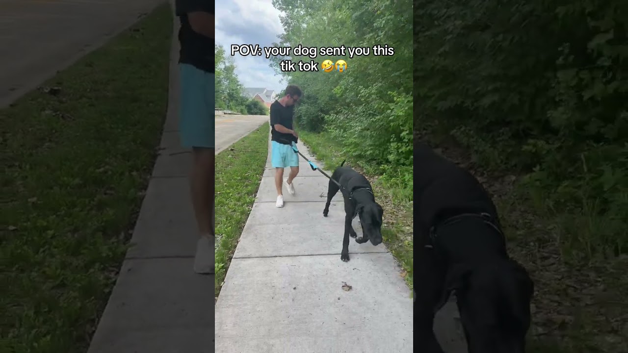 Handless dog leash: a must-have for walks! 