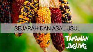 Sejarah & Asal Usul Tanaman Jagung