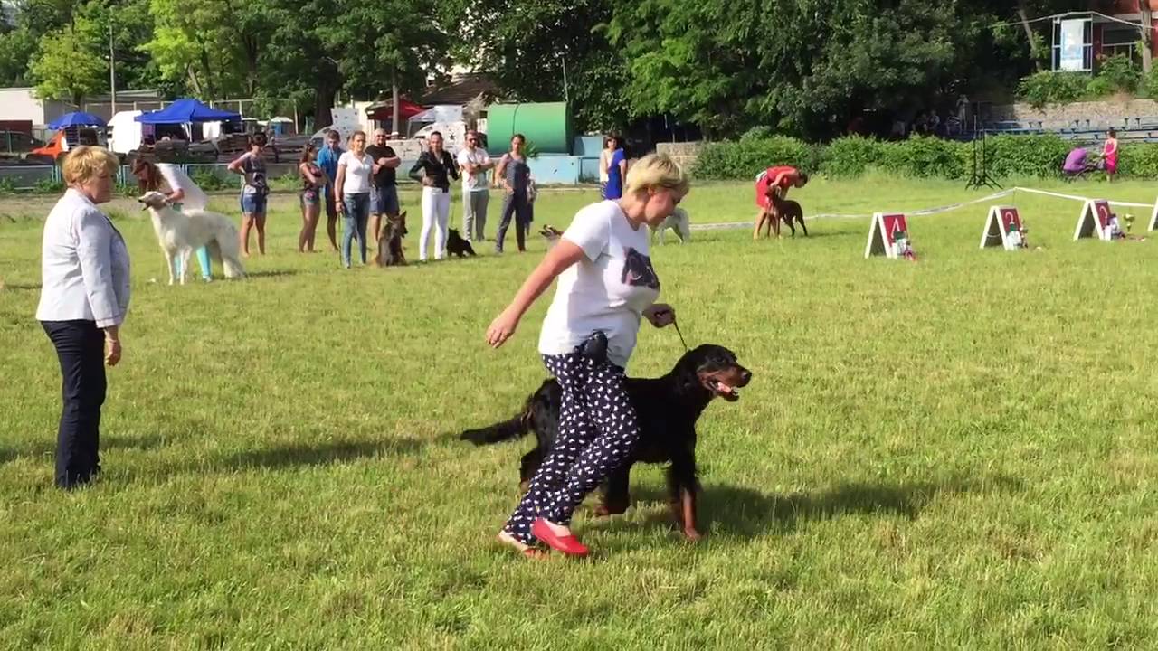 Chamonix Deus Alias Special One - R.Best In Show, CAC-Ua, Odessa, Ukraine