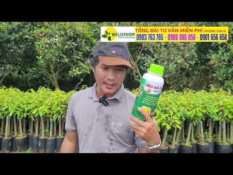Video Cách trồng sầu riêng Musangking ở đất đỏ miền Đông,... - youtube