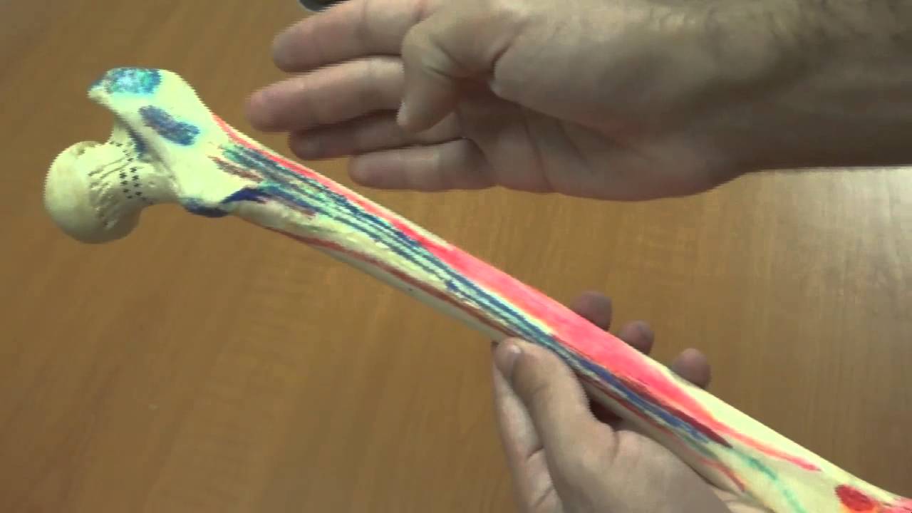 Anatomy of Femur - YouTube