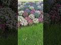 #nature #flowers #health #forest #palace