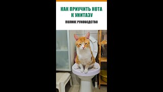 Как приучить кота к унитазу. Полное руководство