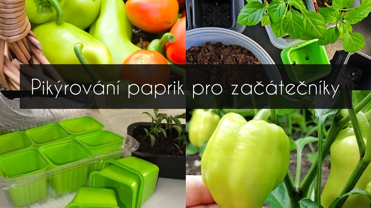 Pikýrování paprik pro začátečníky