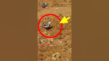 Pigeon trap | bird trap | catching birds easy #shorts
