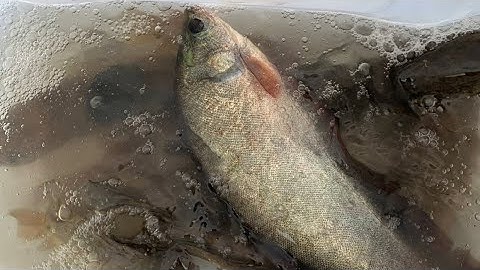 Đi thăm lờ cá trúng cá lóc cá thách lác