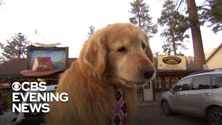 Mayor Max the golden retriever brings California town together