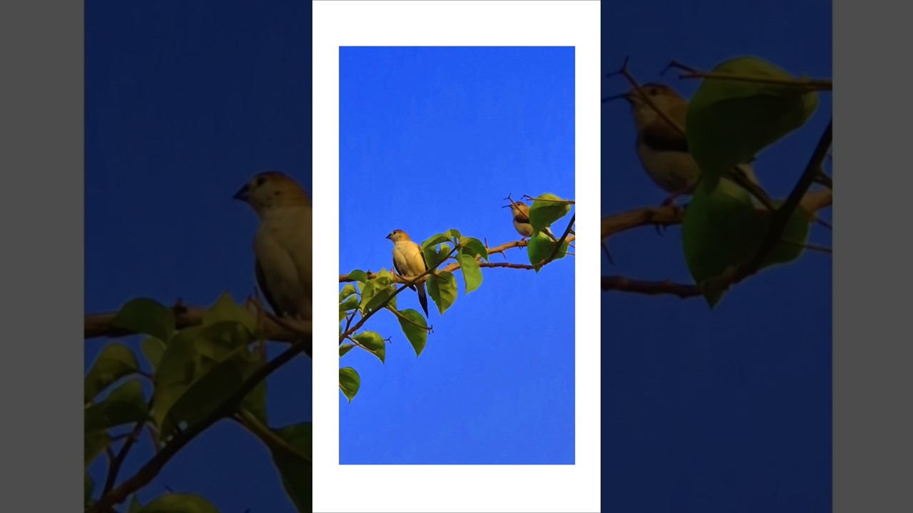 🌿Nature’s resting point.🐦✨️☀️🍃