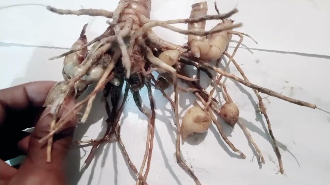 Best Quality Black Turmeric For Health. Black turmeric farming process