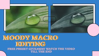 How to edit moody macro in Lightroom mobile | how to edit in Lightroom | Free Preset | screenshot 5