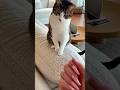 爪のしまい方を教えてくれる猫
