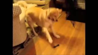 Dogs and Cats Dancing to the song Happy by Pharrell Williams screenshot 3