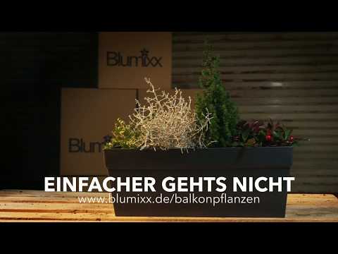 Die einfachste Balkonbepflanzung