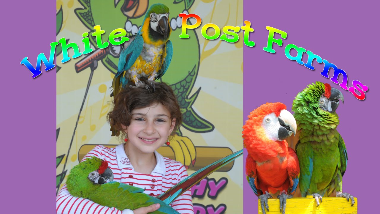 Long Island best Parrot Show