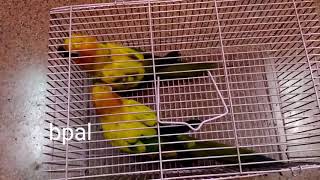 Sun Conure Pied To Yellow Pair