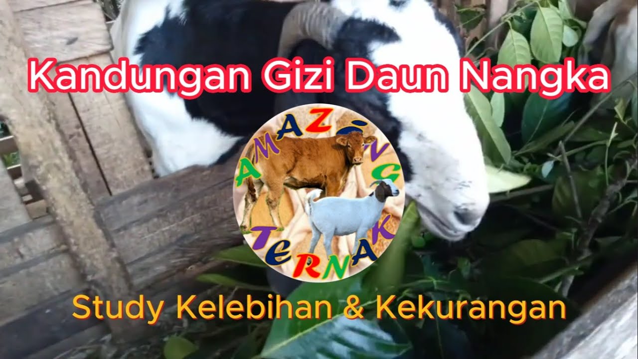 Kandungan Gizi Daun Nangka Buat Ternak Kambing - YouTube