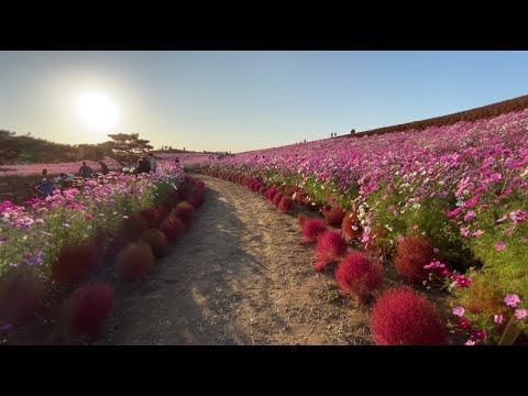 김상희 - 코스모스 피어있는 길