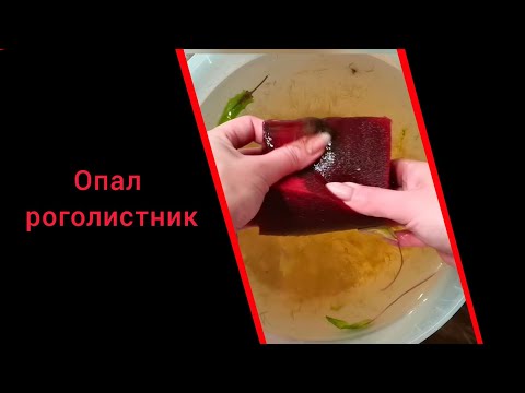 Опал роголистник