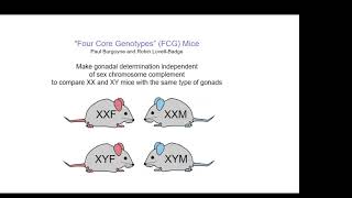 Art Arnold: Animal Models for Studying Sex Differences