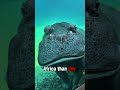 6 Hippo Facts That Will Shock You — The Last One Nobody Knows 🦛