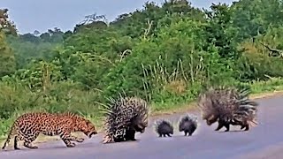 Porcupine Parents Almost Lost Their Lives Protect Babies From Leopard Hunting - Cheetah vs Warthog