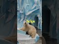 The Amazing Adaptation That Keeps Polar Bears Warm #polar #wildlife #adaptation