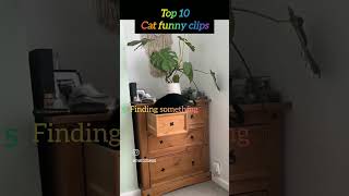 ranking cat funniest moment