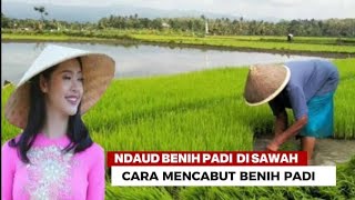 BACKGROUND VIDEO _ AKTIVITAS PETANI DAUD BENIH PADI @r234official5