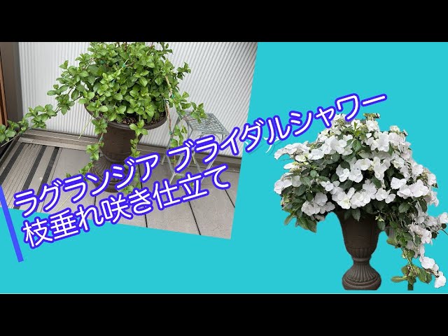 Lagrangea Bridal Shower Weeping Flower Style - YouTube