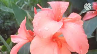 neeb xav tub tuag mus thawj thiab yog peb yawm lauj tsab 16/11/2024