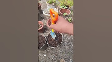 From Seed to Seedling 🍆 | Eggplant Growing in Pots #PlantingInPots #BackyardFarming