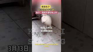 KELINCI SOMBONG!! #shorts #youtubeshorts #viralvideo