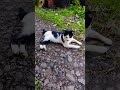 😺 Bersedialah untuk kecomelan dan gelak ketawa dalam filem pendek anak kucing yang manis ini!