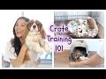 Crate Training | Cavalier King Charles | House breaking, potty training, play pen